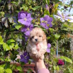 Neck-male-maltipoo-puppy-for-sale-1 (2)