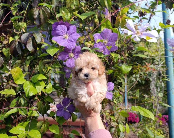 Neck Maltipoo Neck Maltipoo
