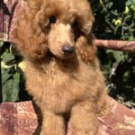 Neck-male-miniature-poodle-puppy-for-sale-1 (1)