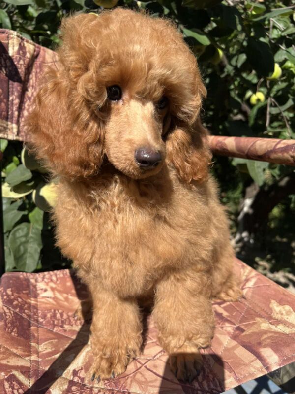 Neck Miniature Poodle Neck Miniature Poodle