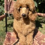 Neck-male-miniature-poodle-puppy-for-sale-1 (2)