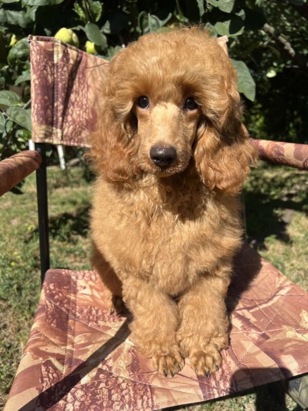 Neck Miniature Poodle Neck Miniature Poodle