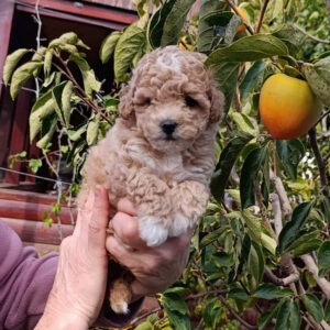 Neuron Maltipoo Neuron Maltipoo