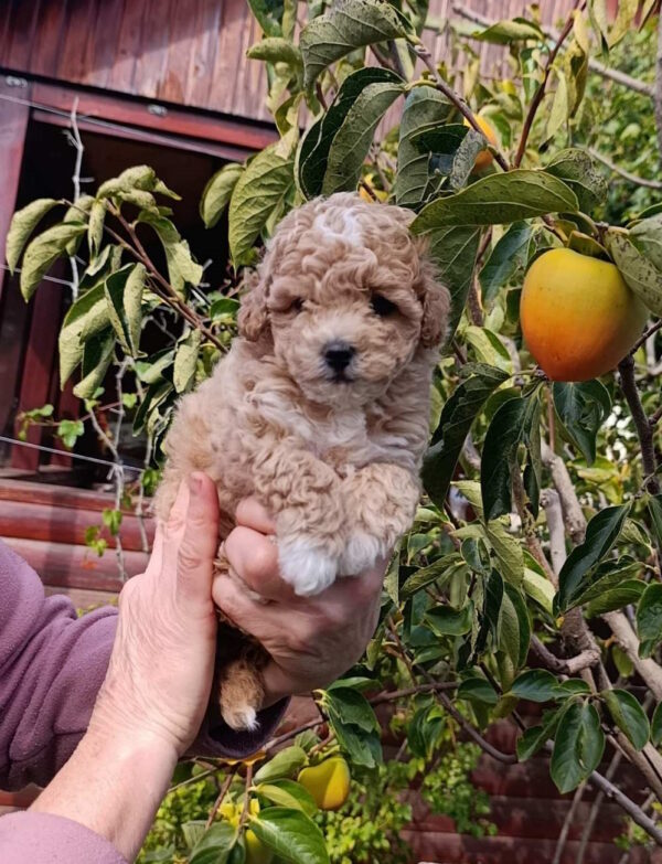 Neuron Maltipoo Neuron Maltipoo