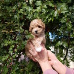 Neuron-male-maltipoo-puppy-for-sale-1 (2)