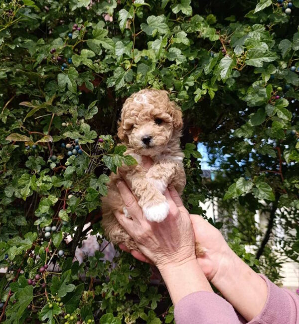 Neuron Maltipoo Neuron Maltipoo