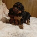 Neva-female-maltipoo-puppy-for-sale-1 (1)