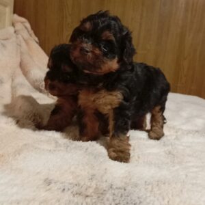 Neva Maltipoo Neva Maltipoo