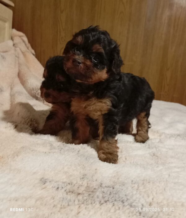 Neva Maltipoo Neva Maltipoo