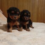 Neva-female-maltipoo-puppy-for-sale-1 (2)