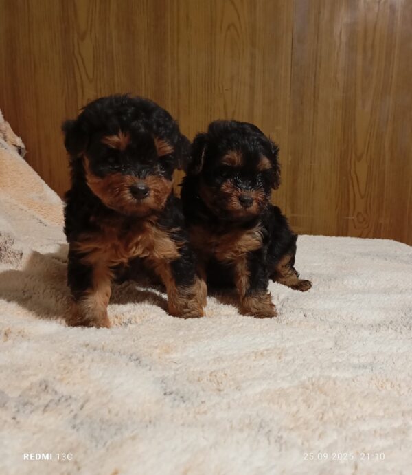 Neva Maltipoo Neva Maltipoo