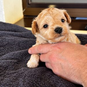 Nevill Maltipoo Nevill Maltipoo