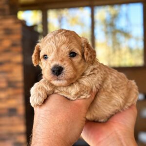 Nevill Maltipoo Nevill Maltipoo
