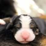 New-litter-male-Bernese-Mountain-Dog-puppy-for-sale-1 (1)