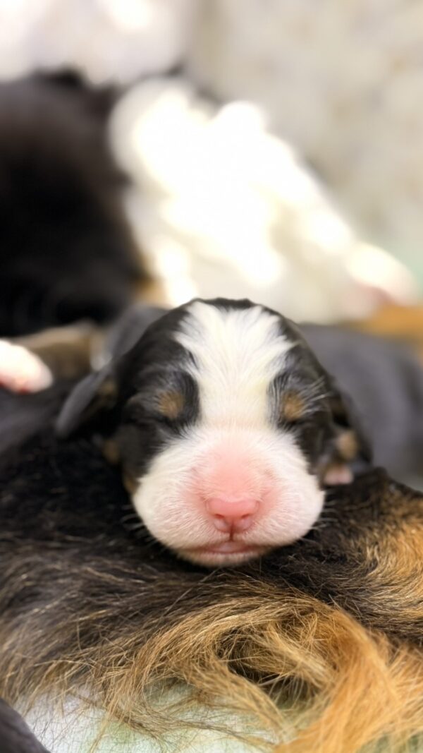 New litter Bernese Mountain Dog New litter Bernese Mountain Dog