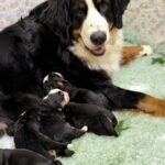 New-litter-male-Bernese-Mountain-Dog-puppy-for-sale-1 (2)