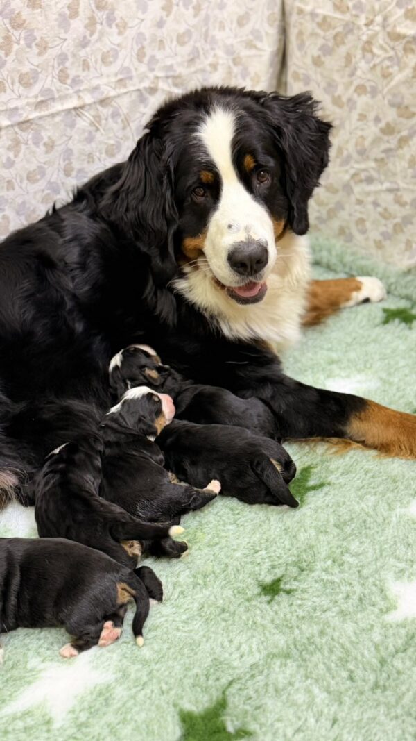 New litter Bernese Mountain Dog New litter Bernese Mountain Dog