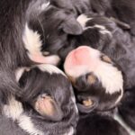New-litter-male-Bernese-Mountain-Dog-puppy-for-sale-1 (3)