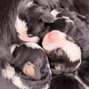 New litter Bernese Mountain Dog New litter Bernese Mountain Dog