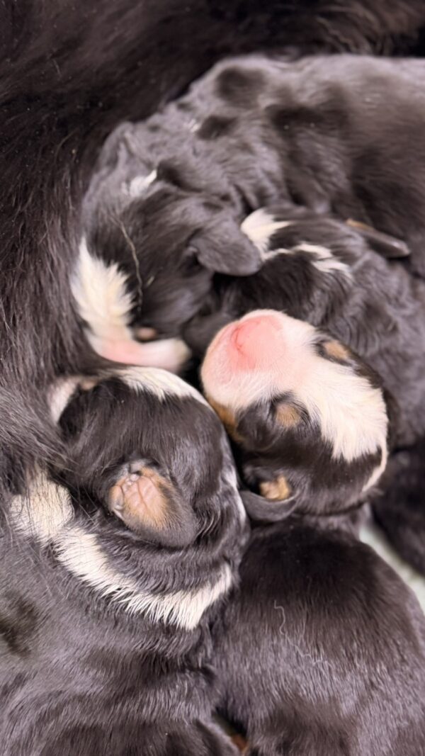 New litter Bernese Mountain Dog New litter Bernese Mountain Dog