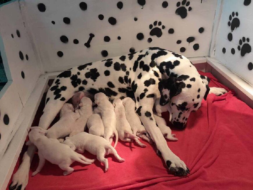 New litter Dalmatian New litter Dalmatian