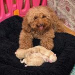 Newborn-Litter-Maltipoo-puppy-for-sale- (1)