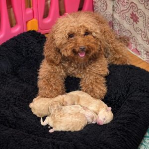Newborn litter Maltipoo Newborn litter Maltipoo