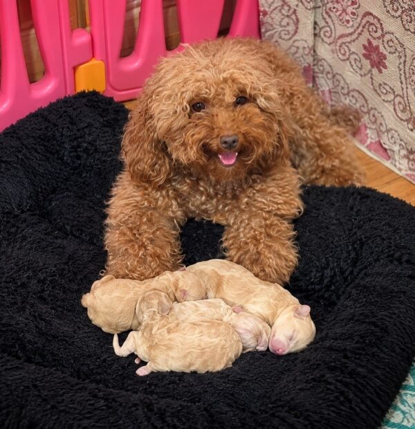 Newborn litter Maltipoo Newborn litter Maltipoo