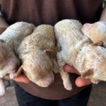 Newborn-Litter-Maltipoo-puppy-for-sale- (2)