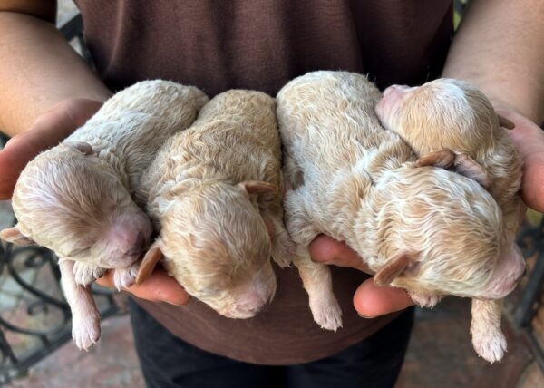 Newborn litter Maltipoo Newborn litter Maltipoo