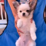 Nikita-male-chihuahua-puppy-for-sale-1 (1)