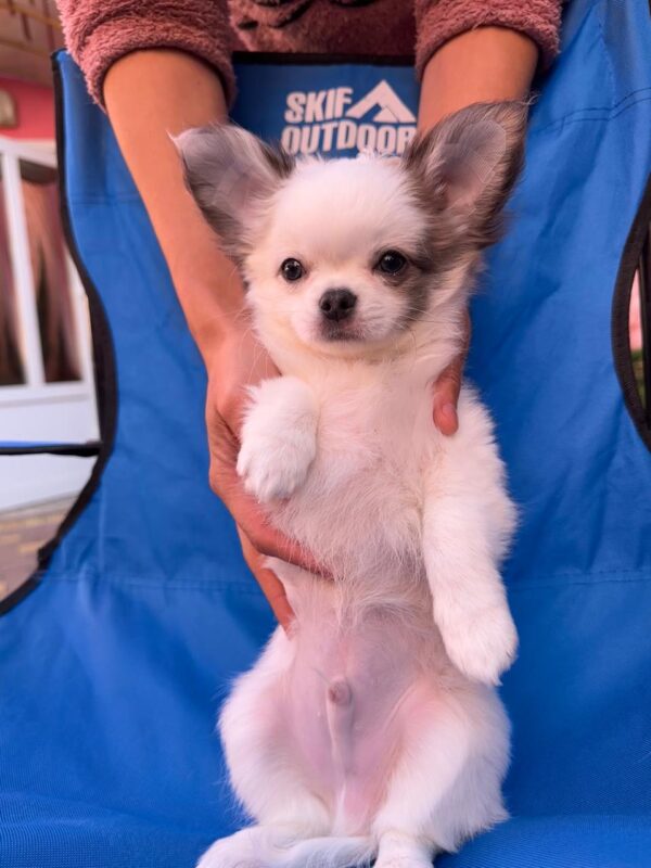 Nikita Chihuahua Nikita Chihuahua