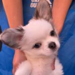 Nikita-male-chihuahua-puppy-for-sale-1 (2)