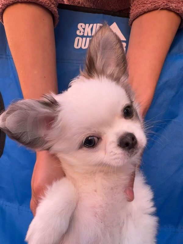 Nikita Chihuahua Nikita Chihuahua