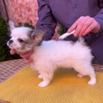 Nikita-male-chihuahua-puppy-for-sale-1 (3)