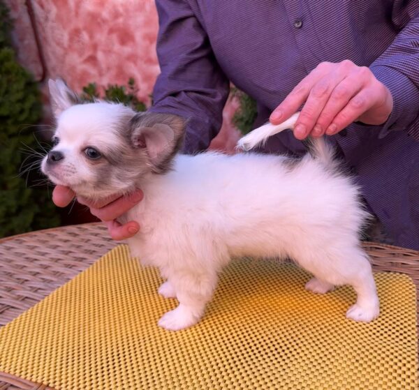 Nikita Chihuahua Nikita Chihuahua