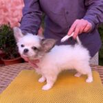 Nikita-male-chihuahua-puppy-for-sale-1 (4)