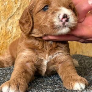 Niko Cavapoo Niko Cavapoo