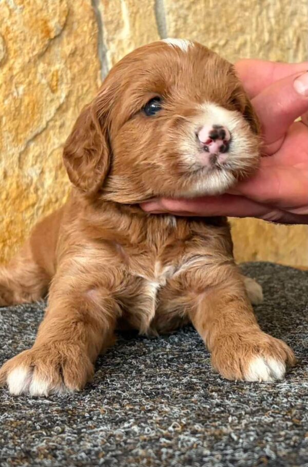 Niko Cavapoo Niko Cavapoo