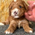 Niko-male-cavapoo-puppy-for-sale02
