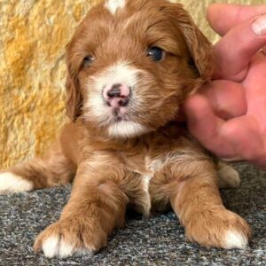 Niko Cavapoo Niko Cavapoo