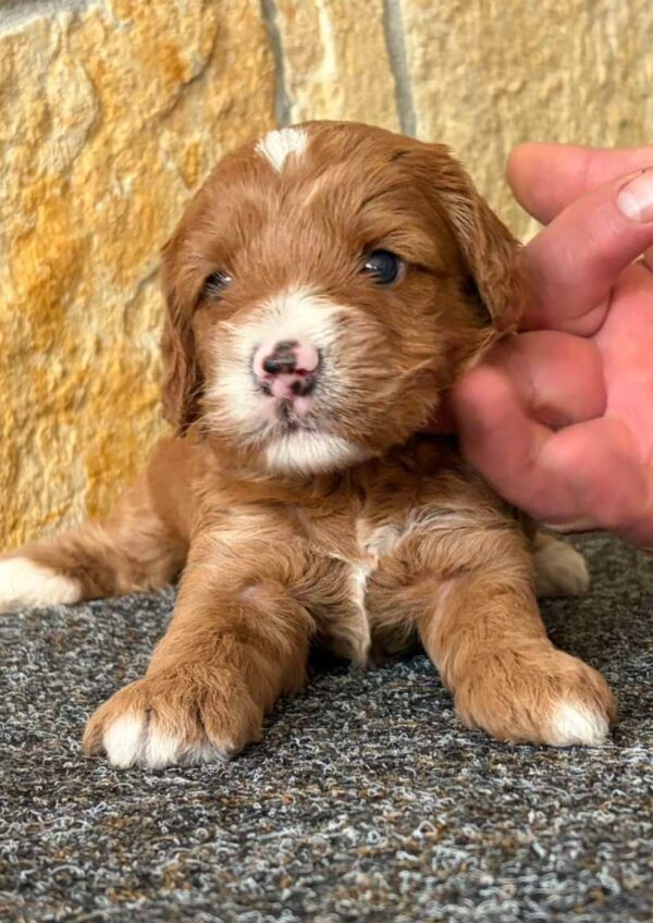 Niko Cavapoo Niko Cavapoo