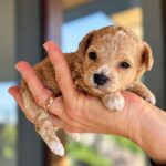 Nilla-female-Maltipoo-puppy-for-sale- (1)