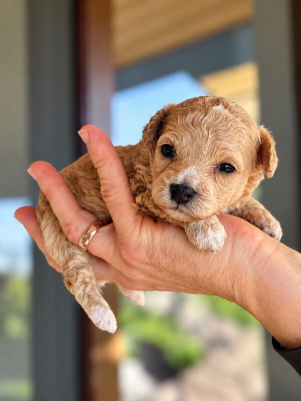 Nilla Maltipoo Nilla Maltipoo