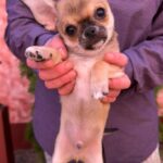 Nitus-male-chihuahua-puppy-for-sale-1 (1)