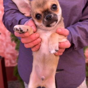 Nitus Chihuahua Nitus Chihuahua