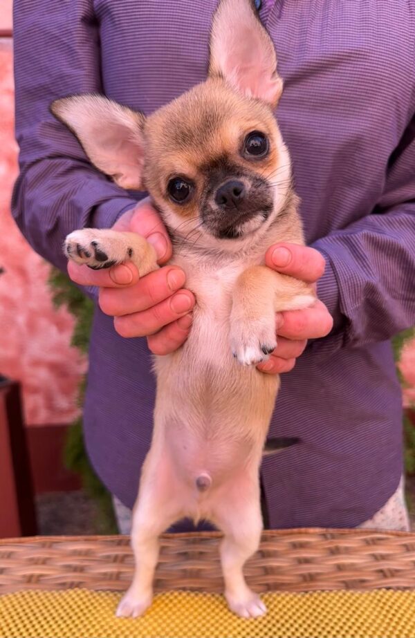 Nitus Chihuahua Nitus Chihuahua