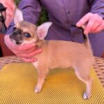 Nitus-male-chihuahua-puppy-for-sale-1 (6)