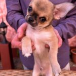 Nitus-male-chihuahua-puppy-for-sale-1 (7)