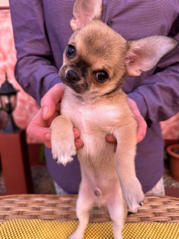 Nitus Chihuahua Nitus Chihuahua